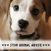 Stop Animal Abuse