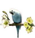 parakeet