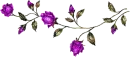 purple flowers