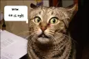 funny cat