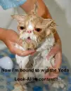 Yoda look-alike