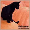Halloween cat 
