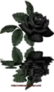 black rose 