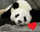 cute panda