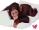 cute monkey