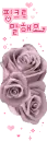 purple roses