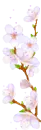 cherry blossom