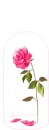 cute rose