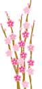 pink flowers