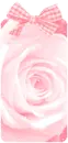 pink rose