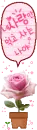 pink rose