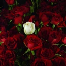 white rose
