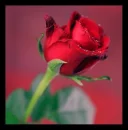 red rose