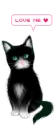 black cat