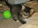 a very very small kitty is playing with a ball