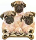pug