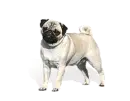 pug