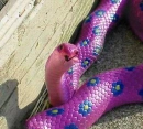 gay serpent