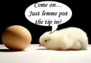 Chicken and the Egg