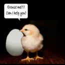 Egg and Chicken