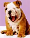 puppy saying hi