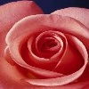a_rose