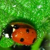 ladybird