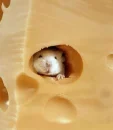Food & shelter !