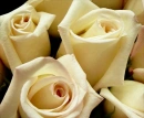 White roses