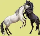 horse sea side