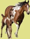 horse