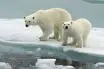 Polar Bear_1