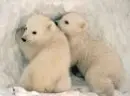 Polar Bear_2