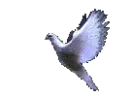 White Dove