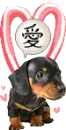 lovely puppy