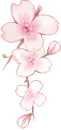 cherry blossom