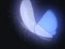 blue butterfly