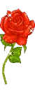 red rose