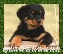 Rottweiler pup