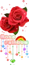 red roses