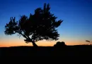 sunset and tree