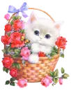 kitten
