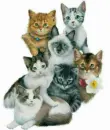 kitties
