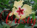 cristy