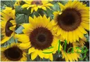 Mary SunFlower