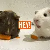 hey carrot