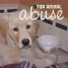 stop animal abuse