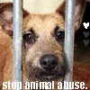 stop animal abuse