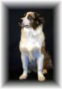 australian shepherd...