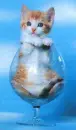 kitty in da glasss